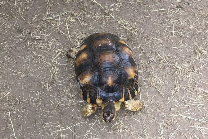 Corsica A Cupulatta Turtle Park Skip the Line Admission Ticket - Ratings and Reviews From Visitors