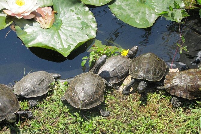 Corsica A Cupulatta Turtle Park Skip the Line Admission Ticket - Pricing and Ticket Options