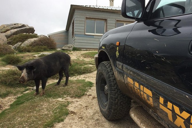 Corsica Extreme Sud Day 4X4 Excursions From Porto-Vecchio - Common Questions