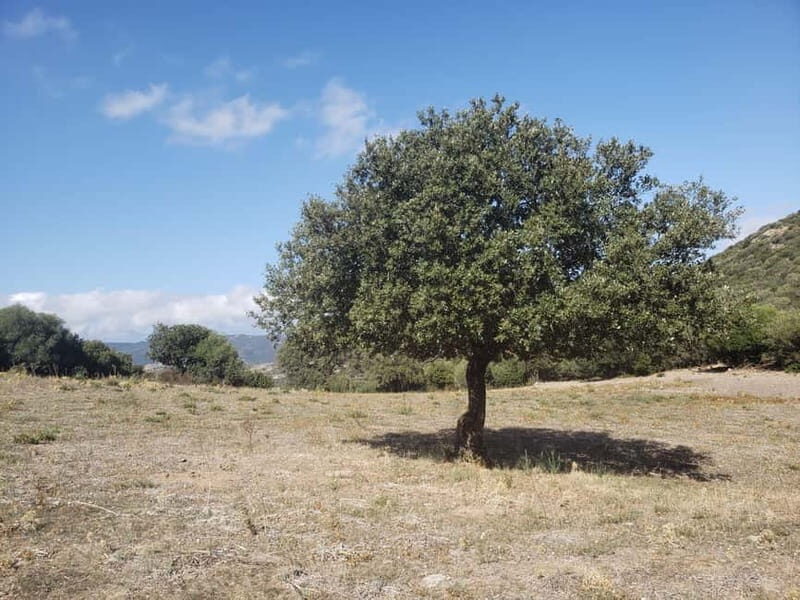 Corsica: Organic wine tasting - Frequently Asked Questions