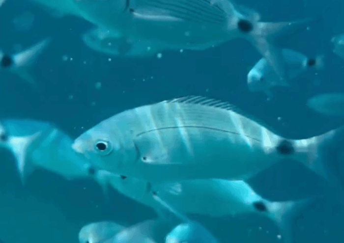 Corsica Porticcio: Private Catamaran on the Ajaccio Gulf - Frequently Asked Questions