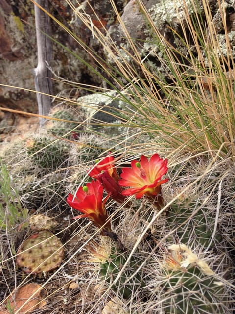 Cortez: Hawkins Nature Preserve Guided Walking Tour - Ancient Puebloan Culture and History