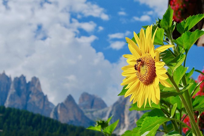 Cortina & Dolomites Small Group Full Day Tour From Venice - Overview and Tour Details