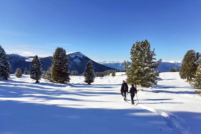 Cortina Dolomites - Winter Hiking & Sledding Experience for All - The Sum Up