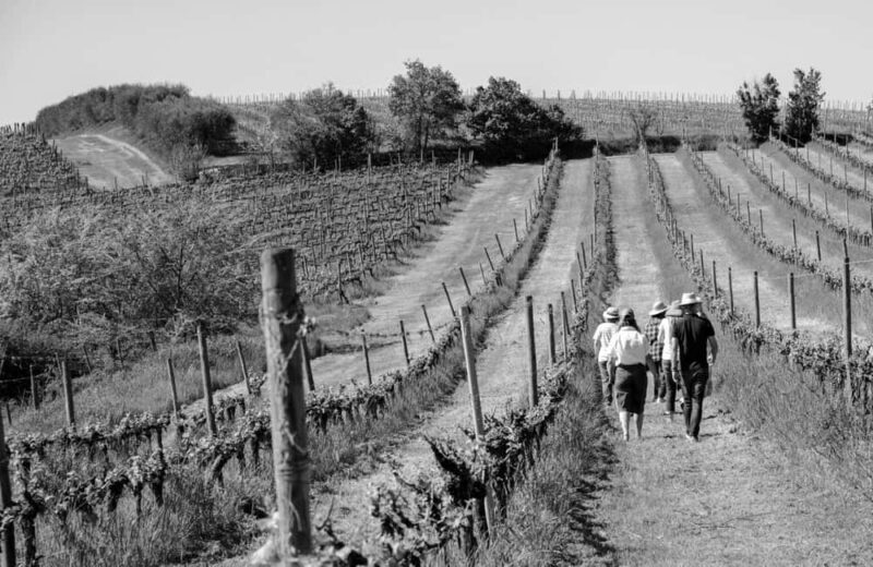 Cortona: Organic wines tasting at Colle Acacia's vineyards - Good To Know