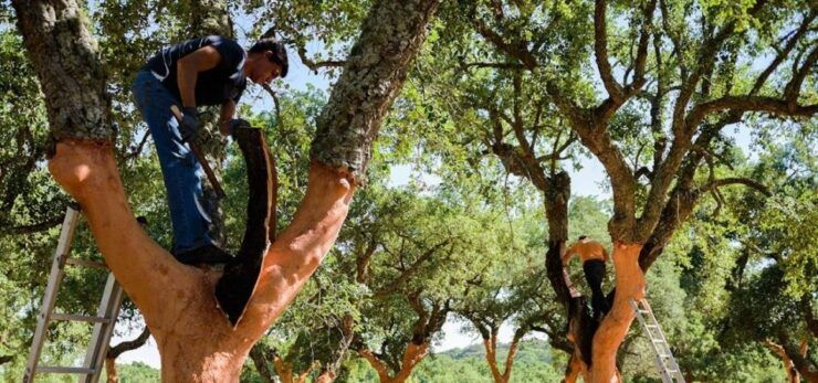 Coruche: 1-Hour Hot Air Balloon Ride at Sunrise - Activity Information