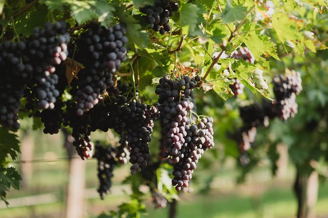 Corvina Tasting of Valpolicella Wines at the Accordini Winery - Corvina Tasting Session Details