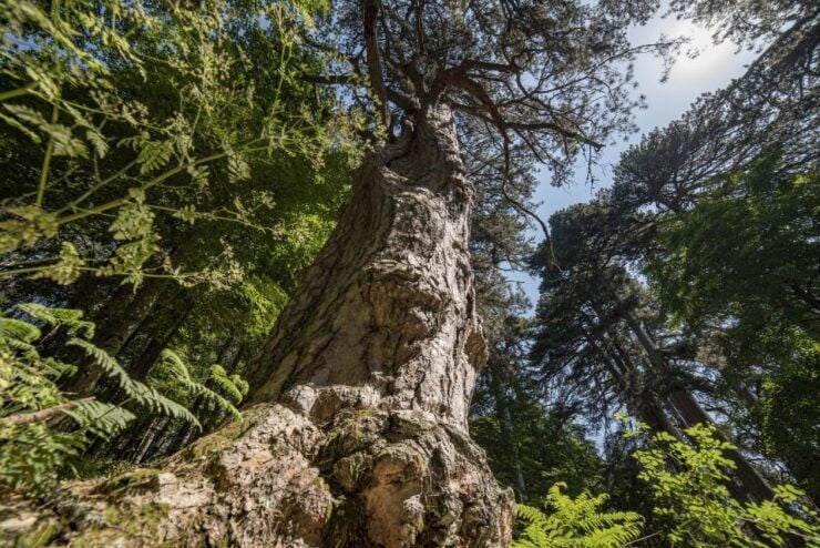 Cosenza: Giants of the Sila - Historical Significance