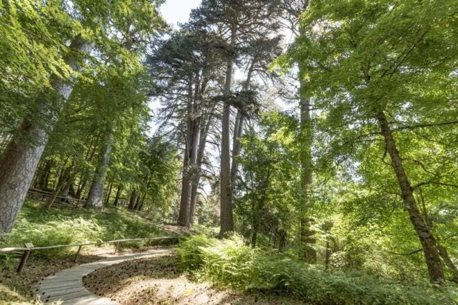 Cosenza: Giants of the Sila - Conservation Efforts and Impact