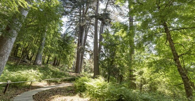 Cosenza: Giants of the Sila - Visitor Reviews and Feedback