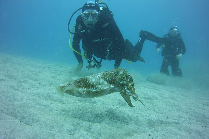 Costa Adeje: 2-Dive Package For Certified Divers  - Tenerife - Cancellation and Refund Policy