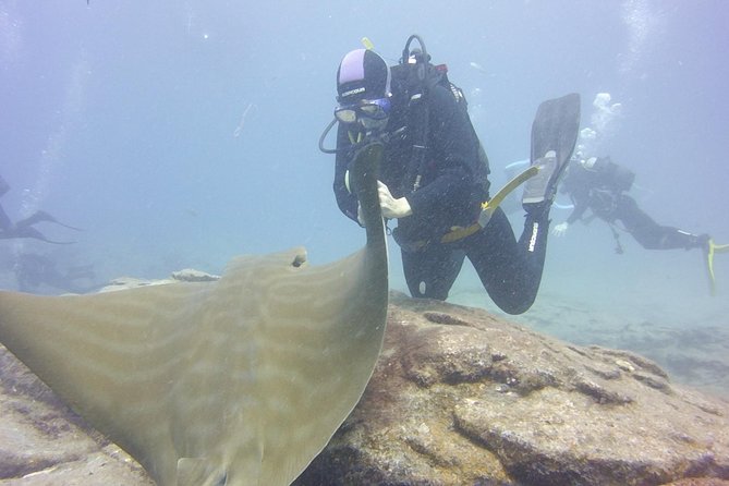 Costa Adeje: 2-Dive Package For Certified Divers  - Tenerife - Common Questions