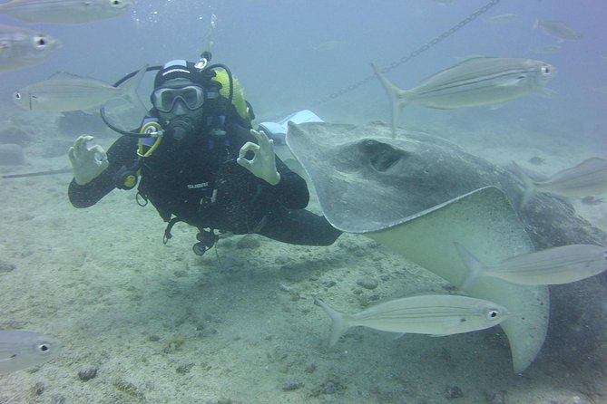 Costa Adeje: 2-Dive Package For Certified Divers  - Tenerife - The Sum Up