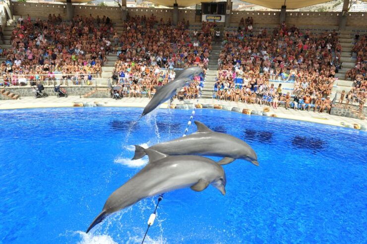 Costa Adeje: Aqualand Water Park Ticket With Dolphin Show - Experience at the Water Park