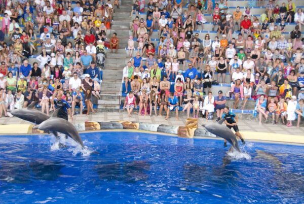 Costa Adeje: Aqualand Water Park Ticket With Dolphin Show - Attractions and Entertainment Options