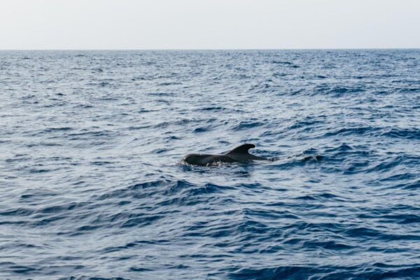 Costa Adeje: Dolphin & Whale Eco-Cruise With Snacks & Drinks - Directions