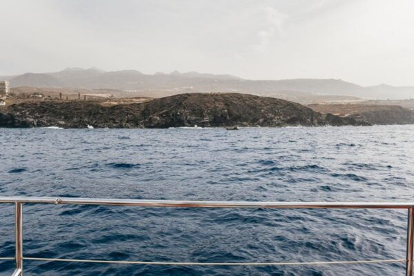 Costa Adeje: Dolphin & Whale Eco-Cruise With Snacks & Drinks - Common Questions