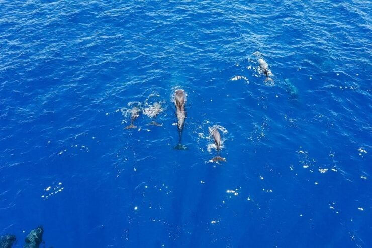Costa Adeje: Masca and Los Gigantes Whale Watching Cruise - Departure From Costa Adeje