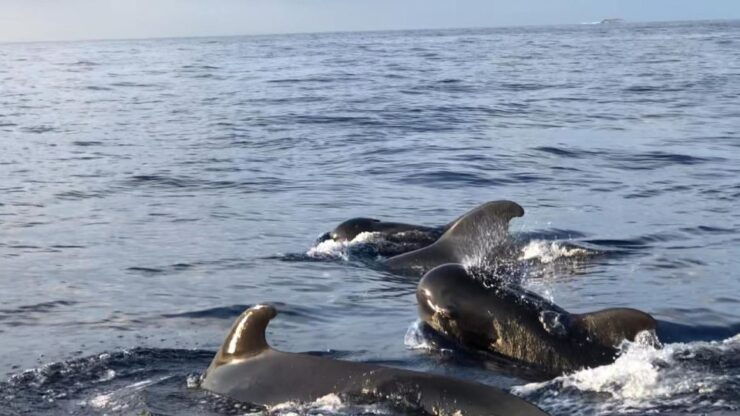 Costa Adeje: Whale and Dolphin Cruise With Food and Pickup - Experience Highlights