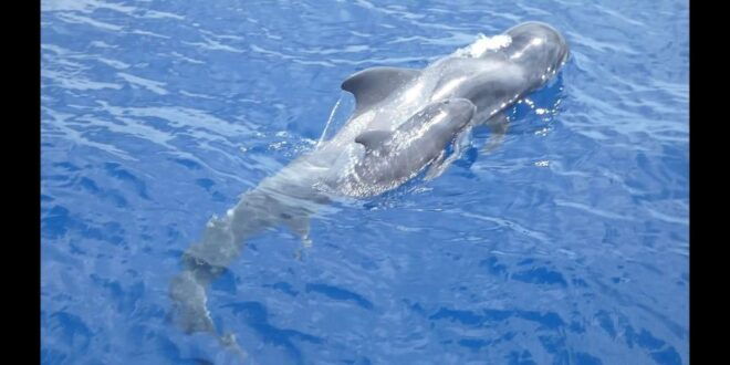 Costa Adeje: Whale and Dolphin Cruise With Food and Pickup - Full Description
