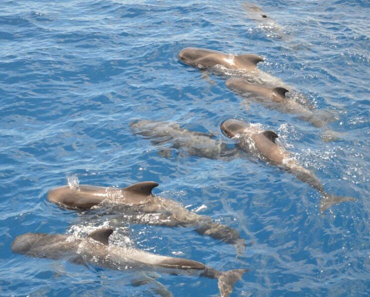 Costa Adeje: Whale and Dolphin Watching Tour by Yacht - Experience Highlights