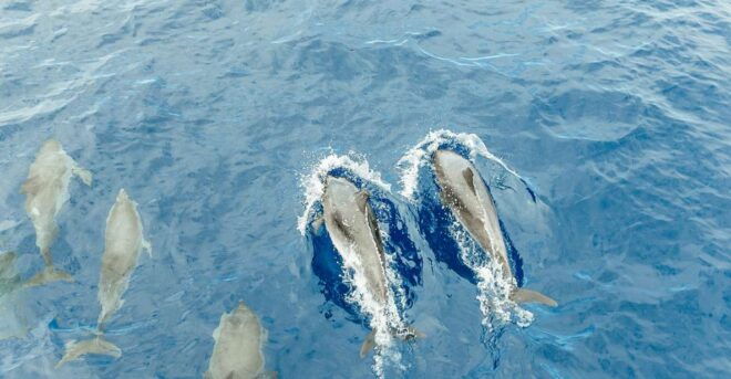 Costa Adeje: Whale & Dolphin Submarine Vision Mini Cruise - Inclusions