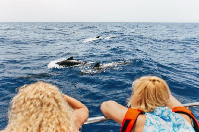 Costa Adeje: Whale Watching Catamaran Tour With Drinks - Full Description