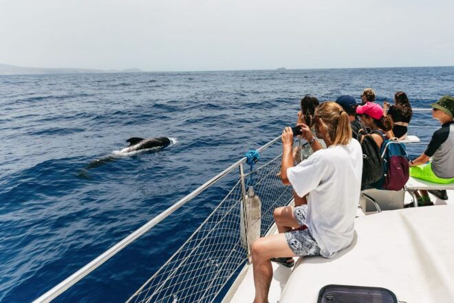 Costa Adeje: Whale Watching Catamaran Tour With Drinks - Additional Information