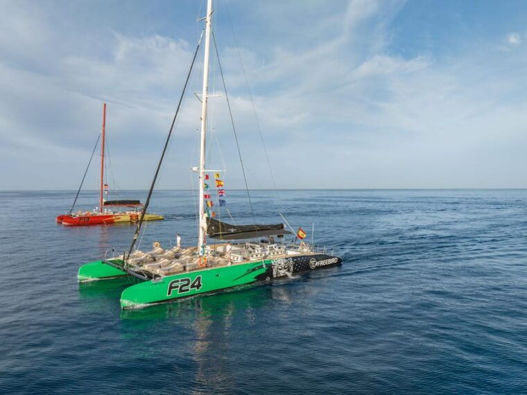Costa Adeje: Whale Watching Cruise With Snack and Drinks - Wildlife Experience