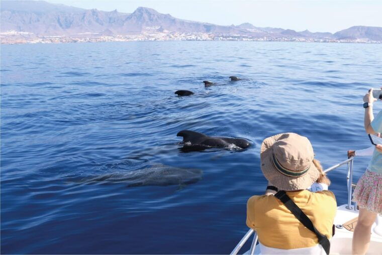 Costa Adeje: Whale Watching Eco Experience With Hydrophone. - Unique Features