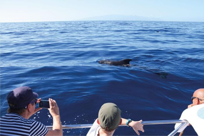 Costa Adeje: Whale Watching Eco Experience With Hydrophone. - Preparing for Your Eco-Adventure