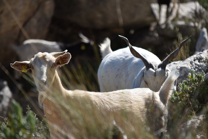 Costa Blanca Full-day Off Road Tour - Tour Inclusions