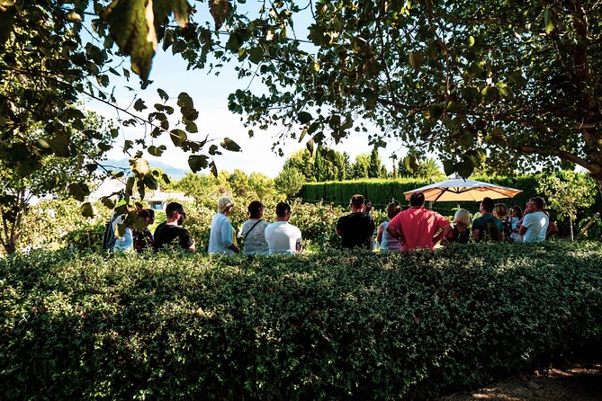 Costa Blanca Full-Day Private Tour  - Benidorm - Winery Tour and Tasting