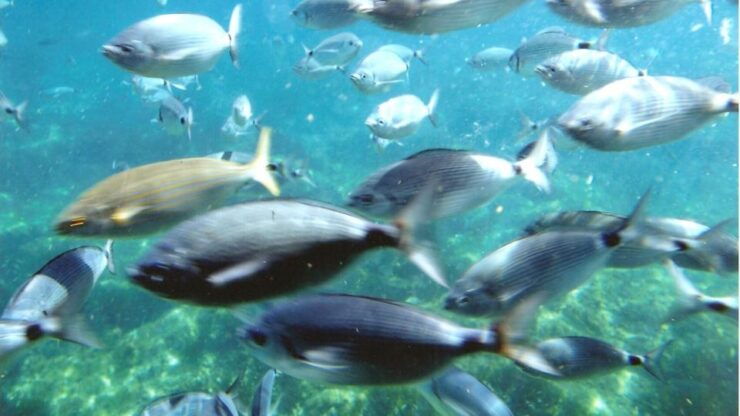 Costa Brava: Cala Murtra Catamaran - Super Underwater View - Activity Details