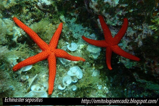 Costa Brava: Unforgettable Diving Adventure With Photos - Equipment and Safety