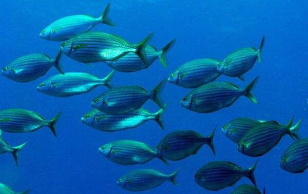 Costa Brava: Unforgettable Diving Adventure With Photos - Discover the Costa Brava Coastline