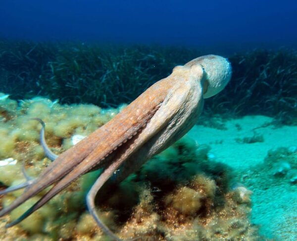 Costa Brava: Unforgettable Diving Adventure With Photos - Capture Memorable Moments
