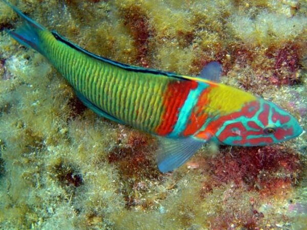 Costa Brava: Unforgettable Diving Adventure With Photos - Frequently Asked Questions