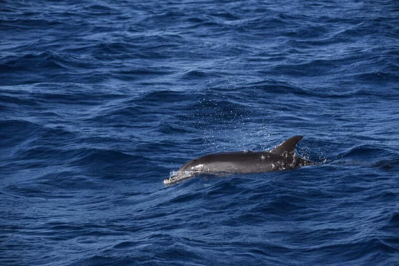 Costa Calma: Fuerteventura Dolphin Watching Boat Tour - Good To Know