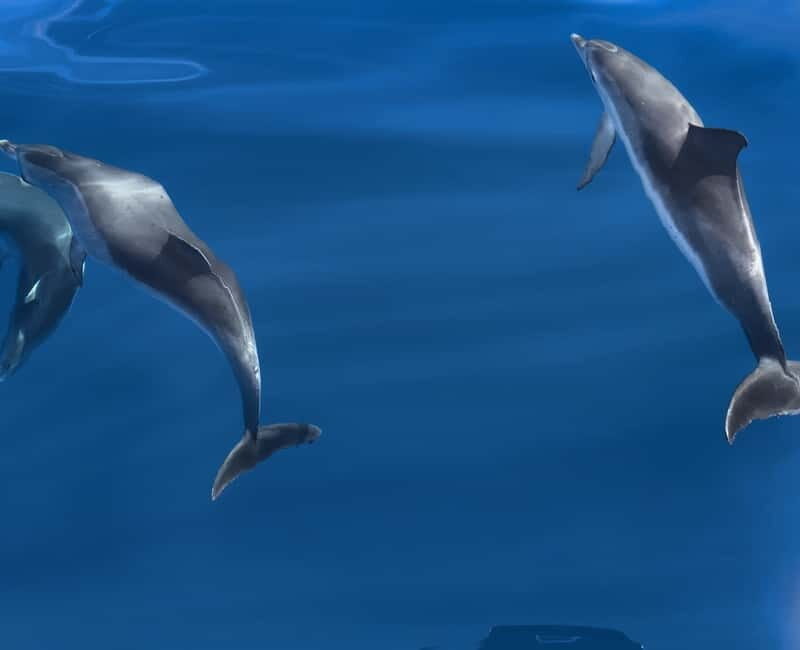 Costa Calma: Fuerteventura Dolphin Watching Boat Tour - The Real Experience: Insights from Travelers