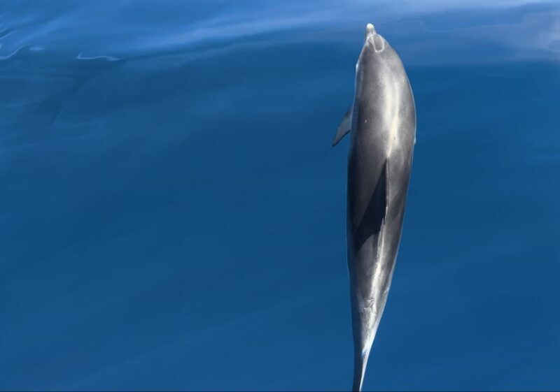 Costa Calma: Fuerteventura Dolphin Watching Boat Tour - Who Will Love This Experience?
