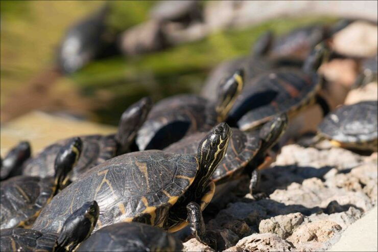 Costa D'en Blanes: Entry Ticket for Marineland Mallorca - Ticket Details