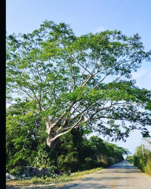 Costa Maya: Mayan ruins and jungle - Exploring the Itinerary in Detail