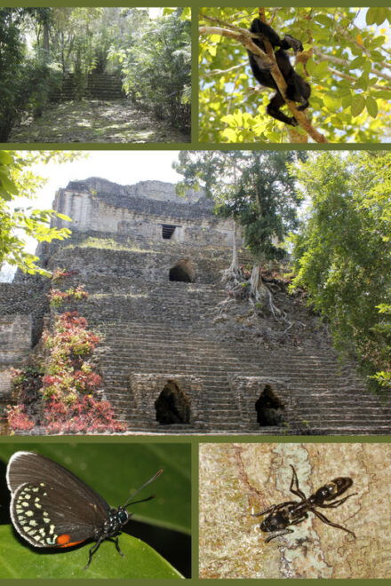 Costa Maya: Mayan Temples & Caribbean Sea Tour - Experience Highlights