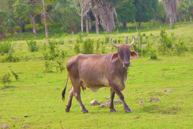 Costa Maya Shore Excursion: Chacchoben Small Group Tour with Food & Drinks - The Itinerary in Detail