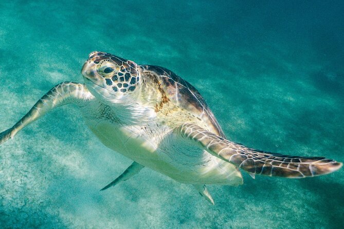 Costa Maya Snorkel Tour - Inclusions and Meeting Point
