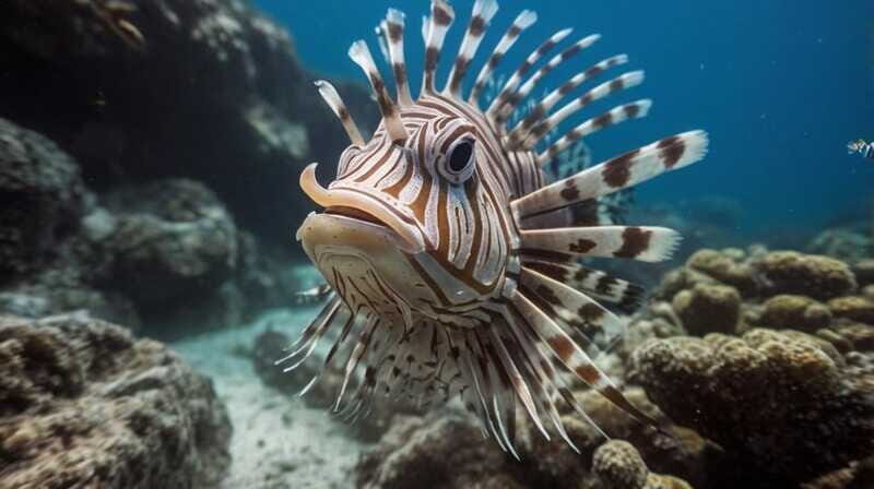 Costa Maya: Snorkeling Adventure by Boat with Photos - Who This Tour Is Best For