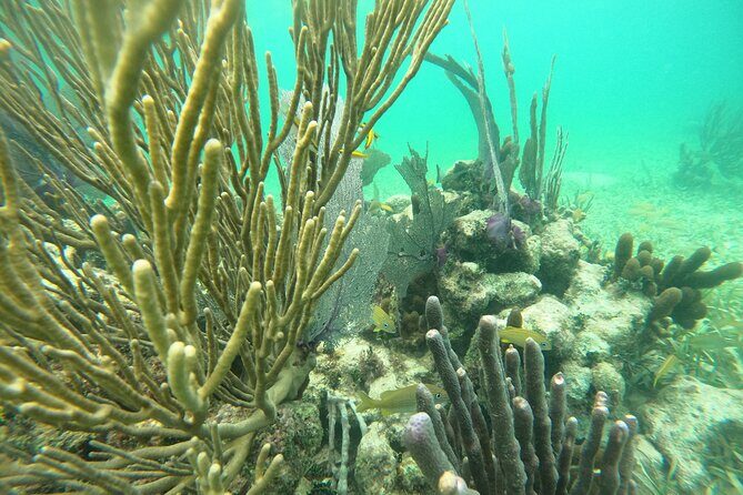 Costa Maya, snorkeling on the reef with fish, looking for turtles - In-Depth Look at the Costa Maya Snorkeling Experience