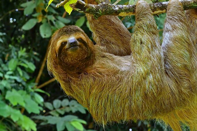 Costa Rica Five Day Wildlife Tour (Feb ) - Good To Know