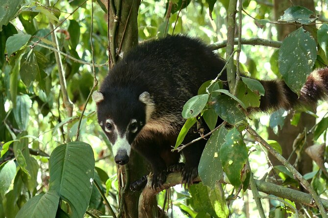 Costa Rica Five Day Wildlife Tour (Feb ) - Itinerary Highlights